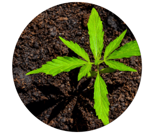 cannabis plant growing in soil