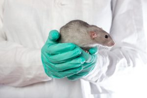 Veterinarian in nitrile gloves gently holding a research rat.